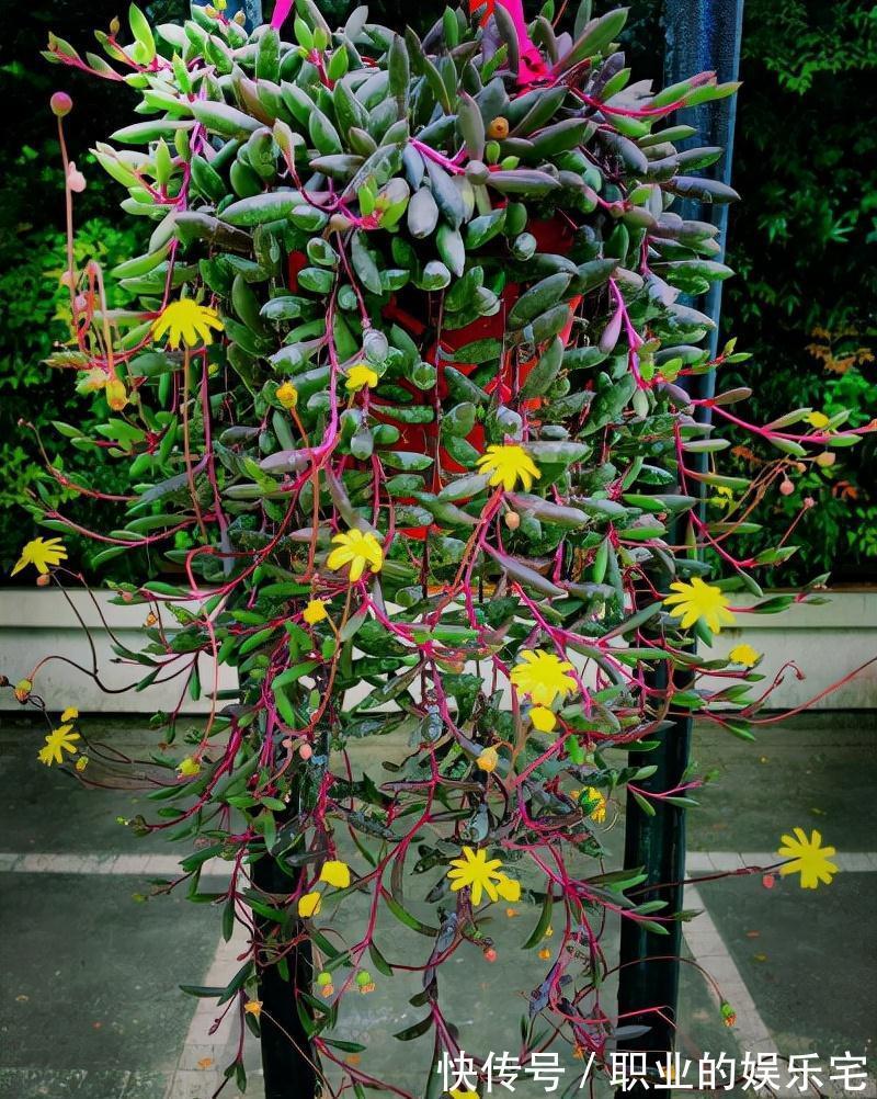 不易“养死”的13种花，独特有格调，好养又漂亮，新手养花首选