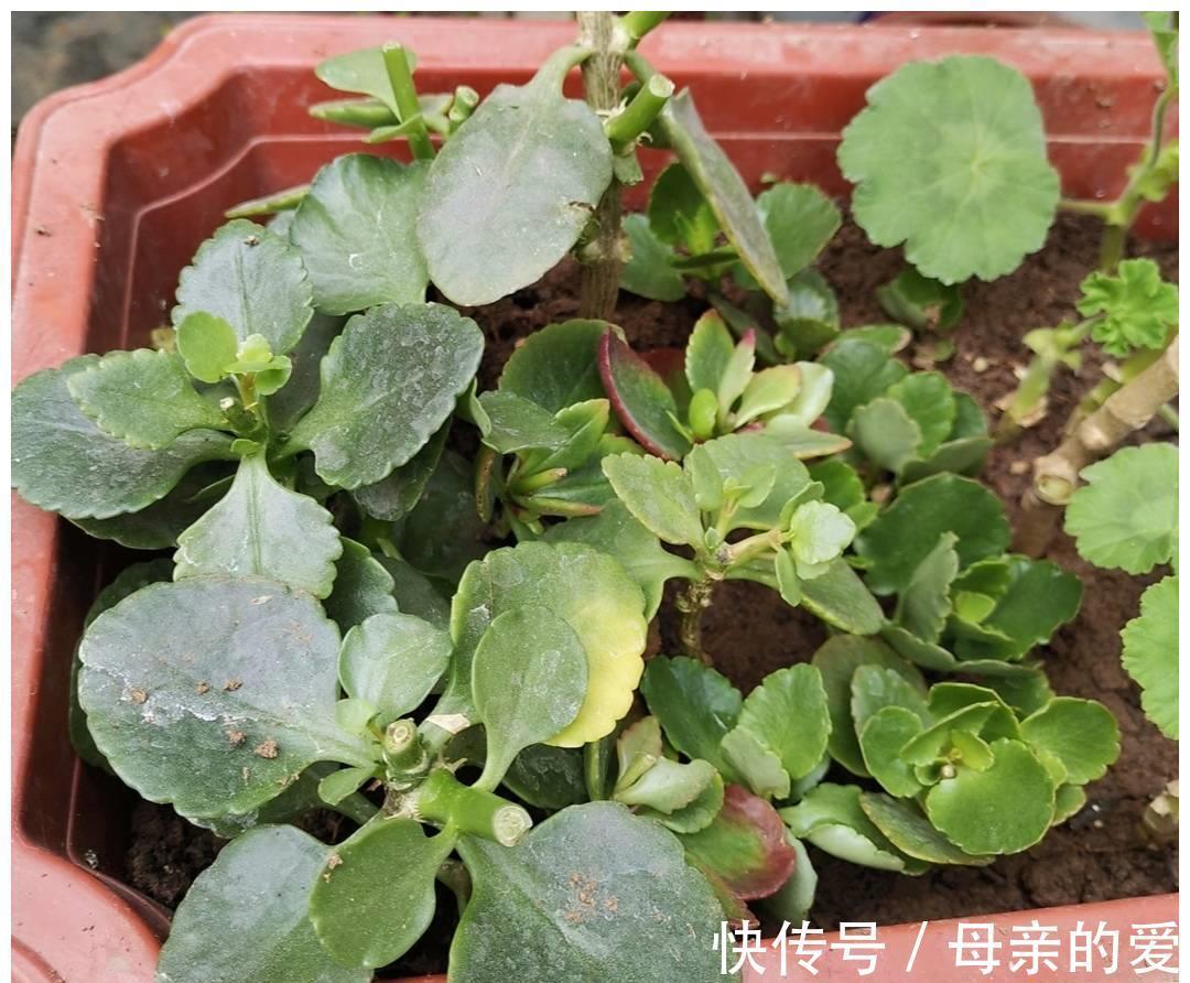 修剪|9月开始,给长寿花多做4件事,让它多冒新芽,孕蕾更多