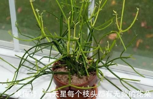 光照|多肉盆栽，天冷不上色怎么办？关小黑屋叶子1个月就变糖果色
