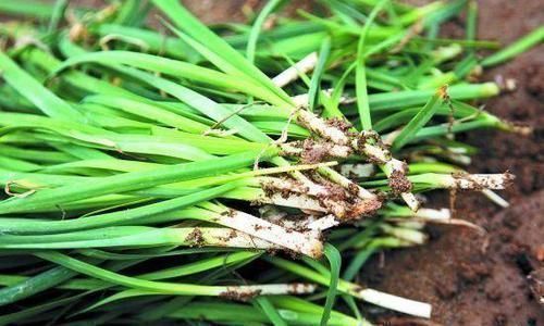 硫化物|立秋后，吃韭菜好处多，但不要与一物同吃，很多人傻傻不清楚