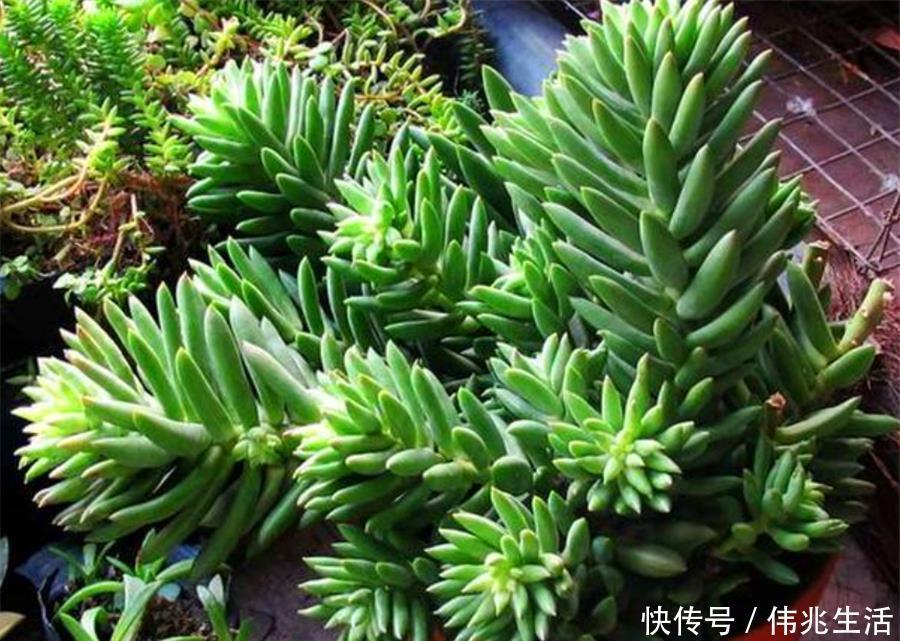 杆子|千佛手养护有2怕,难怪叶片干瘪杆子歪,学会了饱满晶莹端正挺拔