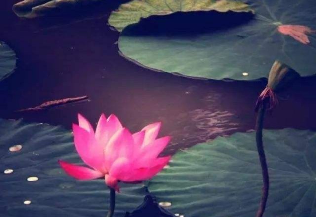 圣人#《道德经》:悟透这五个字,才发现最高明的管理者都有这种特质!