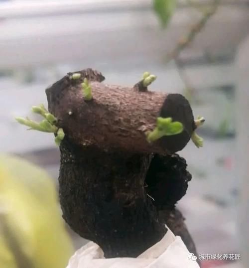 金弹子生桩长出来的新芽怎么留芽？别急，小心假活，成枝再选美