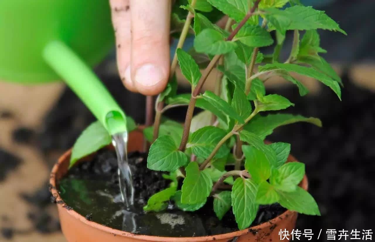 自带“体香”的盆栽,家里养一盆,四处清香,好吃又好养