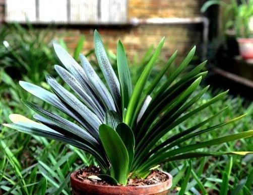 做好这4步，君子兰就能养好，叶子翠绿，过年花箭窜出来