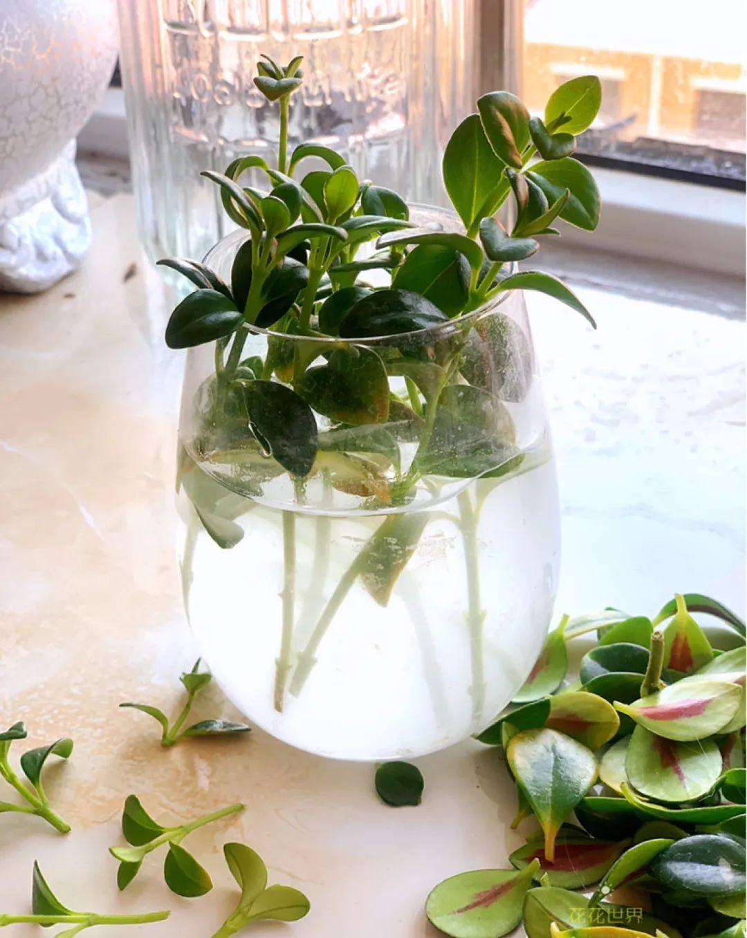 这几种花，要是秋天不扦插，错过就等1年