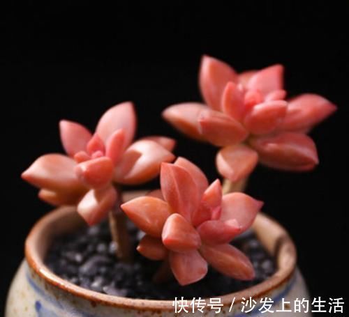 叶片|多肉中的“美人系列”,这六种是代表,养护简单颜值高,适合新手