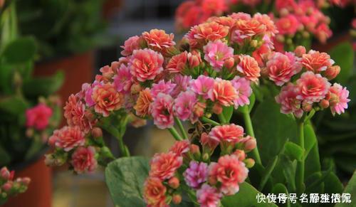 冬天也能扦插花,4种漂亮花,剪个枝插土里,明年一盆变多盆!