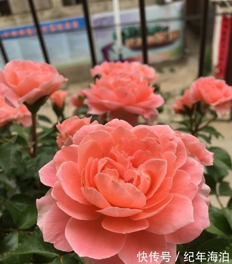 这几款小花，便宜又好养，好养易活不招虫，养在哪里都爆盆