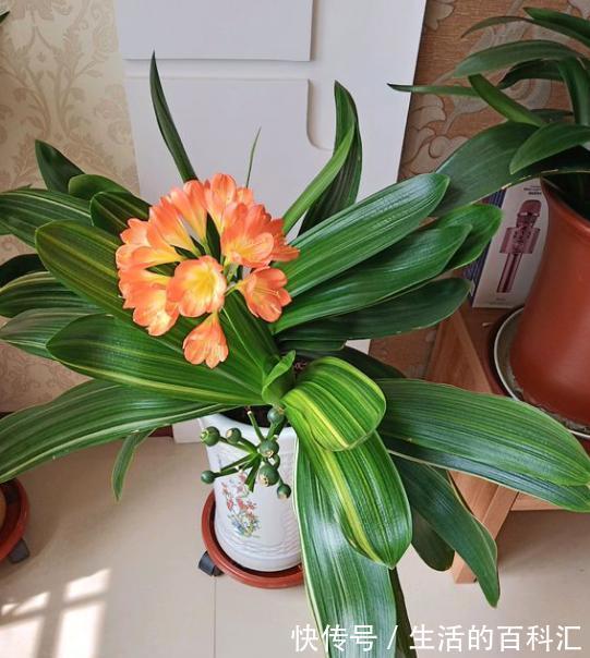 君子兰|秋天养君子兰，做好3件事，叶片厚又亮，花箭窜一米