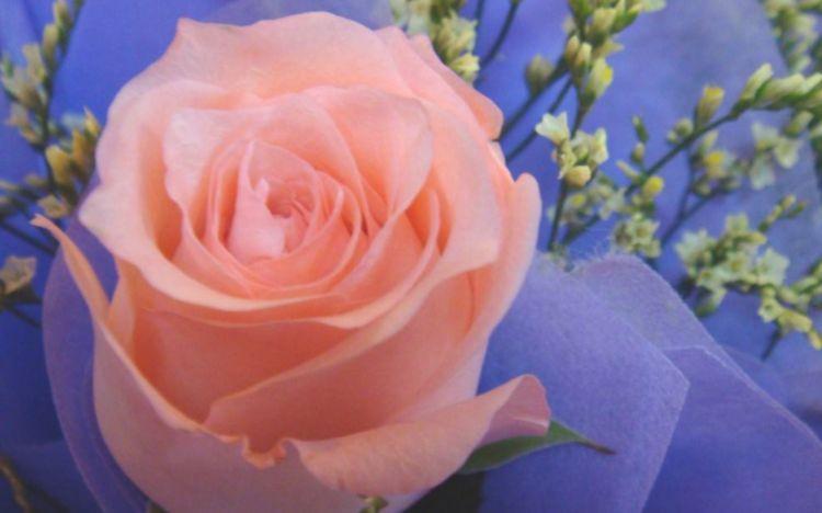 花型|喜欢玫瑰,首选此款“精品玫瑰”倾城之念,花型丰满,富贵华美