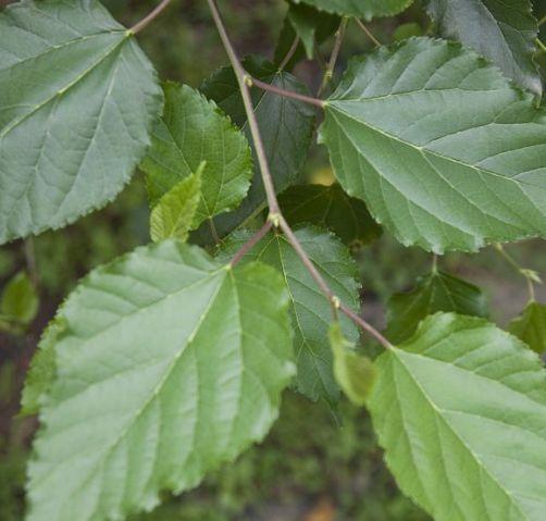 止咳药|天然“止咳药”，每天泡水喝，止咳效果好，女人常喝皮肤细腻光滑