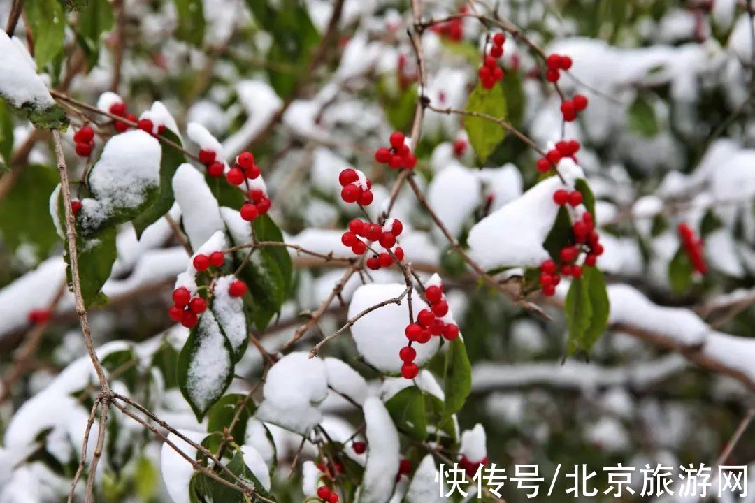 白雪世界|雪色与秋色荟萃出自然之美！