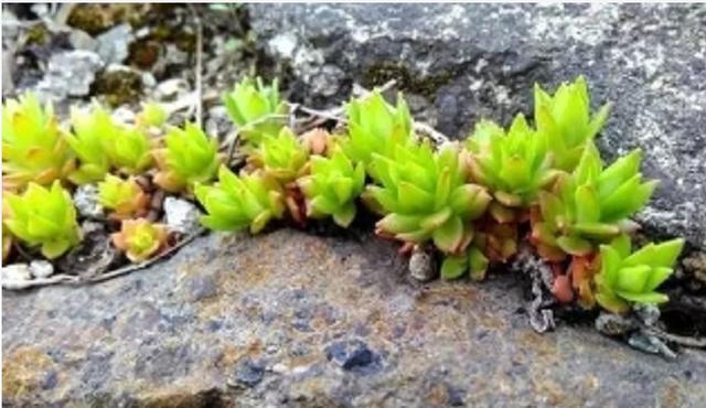 1种“野草”，农村河边常见，挖一点养盆里，比吊兰多肉好看！