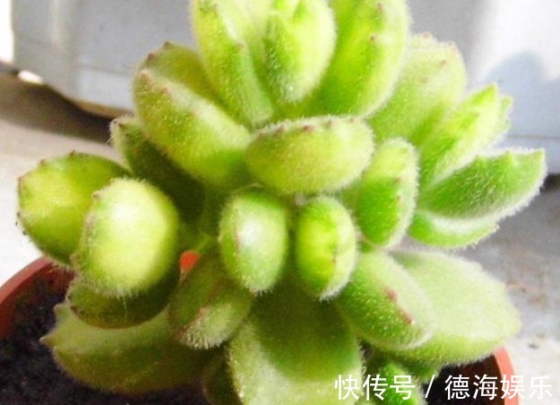 熊童子养了2年也“不见长”,平时肯定舍不得给“它”浇水施肥