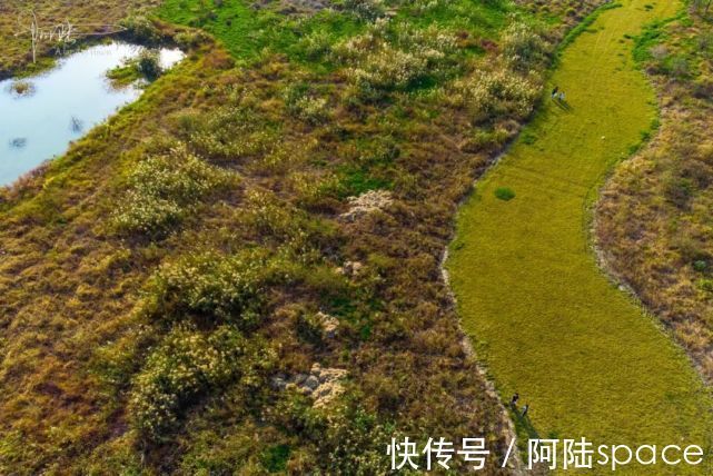 芦苇|杭州城北有块地荒废了很多年，今年秋天终于生出一片芦苇花海