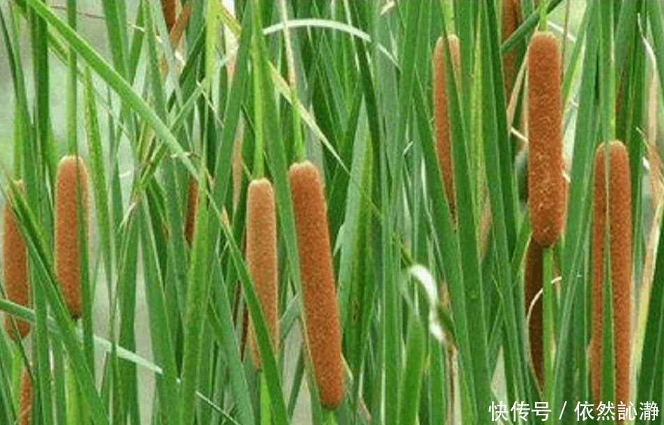 农村街边一种野草“火”了,农民称为“火腿肠”城里人吃过的不多