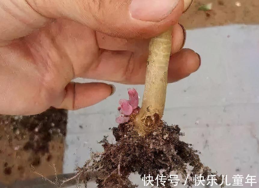 11月秋高气爽，给多肉换盆土，这么干服盆快，长势更好