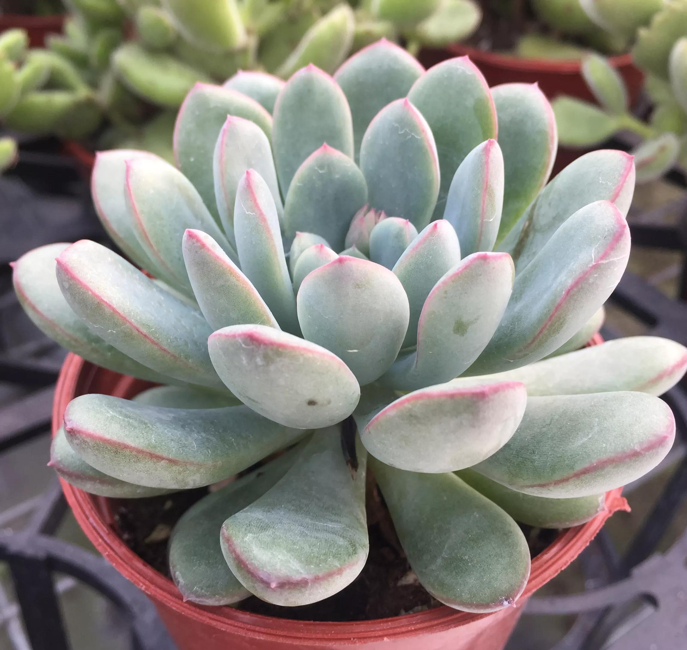 养多肉很简单，避开几个坑，黑腐，化水不再有，肥美又多姿