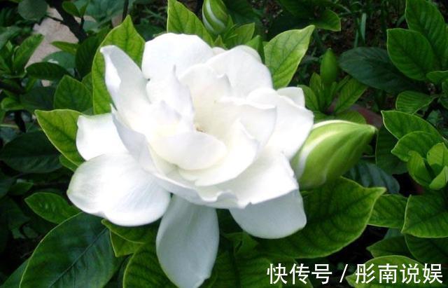 栀子花花期养护你知道吗这几点很重要,否则容易造成花苞脱落