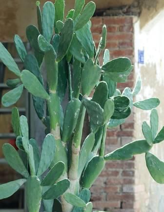 仙人掌生长|养好仙人掌,死记此几点,蹭蹭长成大高个!