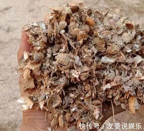 土壤|4种垃圾不会分类别担心,埋在花盆底,叶子绿得直滴油!
