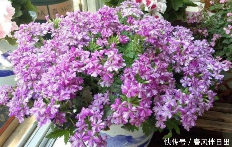4种花高贵优雅,看了就让人沉醉,好养漂亮,一开就是300多天!