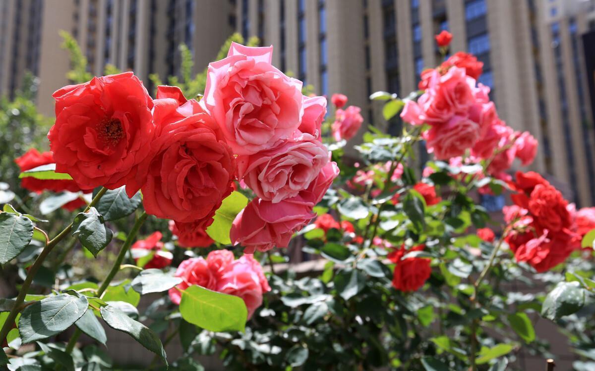 月季花盆栽养殖方法,学会这些基础知识,轻轻松松也能养好