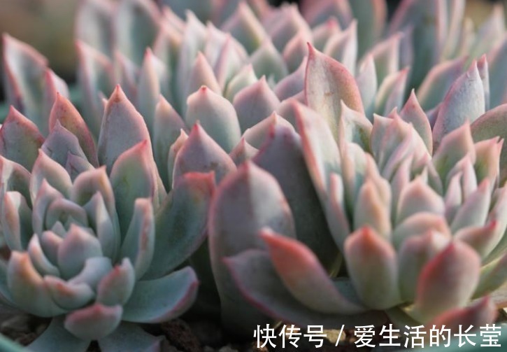 女王|多肉紫罗兰女王如何养教你3个妙招,养出梦幻般的紫罗兰女王