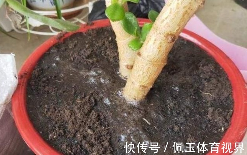 养花浇水不能大意,学会这些技巧,植物养得郁郁葱葱