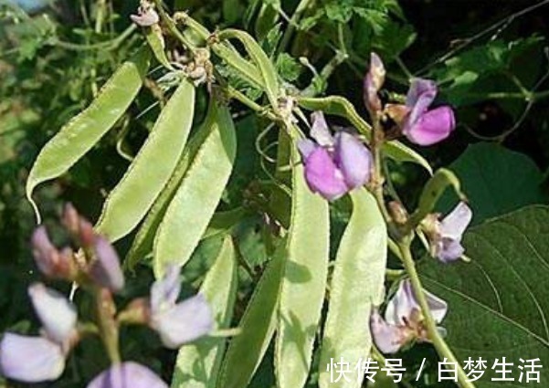 茼蒿|女人不想提前衰老,三种食物不能少,滋补身体,清理体内垃圾