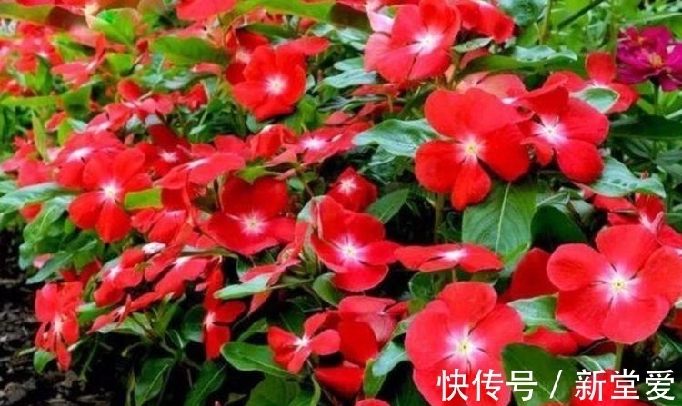 家里就养几种花,耐旱耐晒,财运福运滚滚来,幸福满满,家中必备