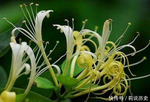 金银花|养花就养此4种,好看又好养,开花勤快,花量巨大家里变成小花园