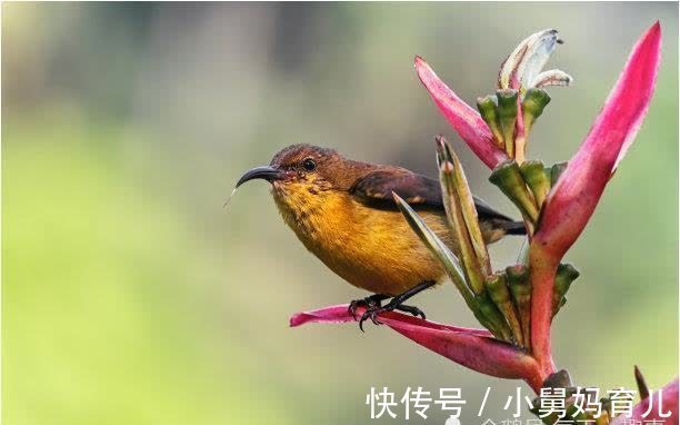 旺夫旺子|女人性格好坏由属相决定，这些属相性格又硬又强，但却最旺夫！