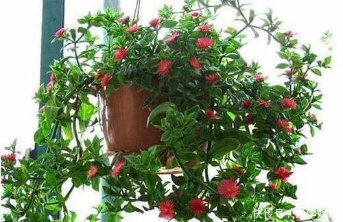 花长得挺好,家里没菜了,摘盘叶子炒着吃,薅秃了接着长