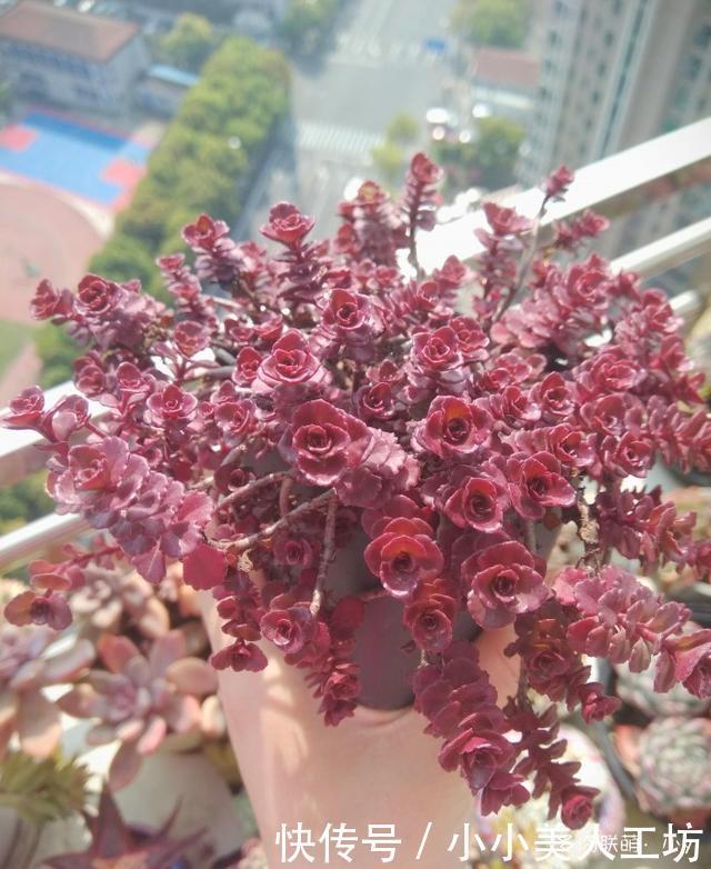 小球|小球玫瑰的逆袭,一年里开枝散叶