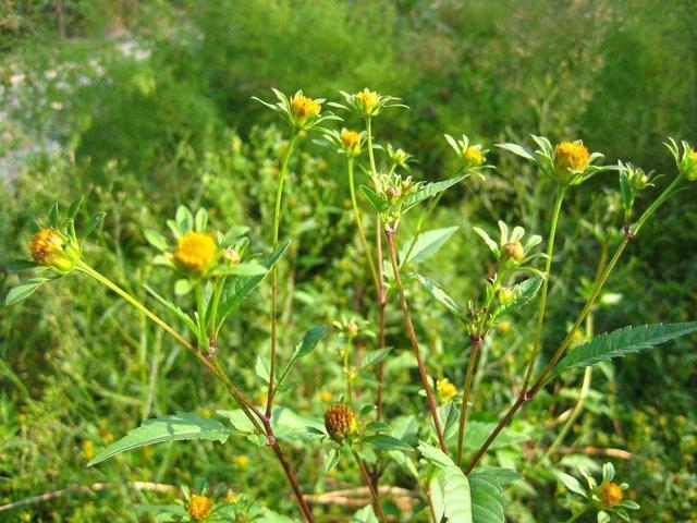 野草|这种野草，人称“鬼针草”，人们看着绕道走，有人却想靠它发财！