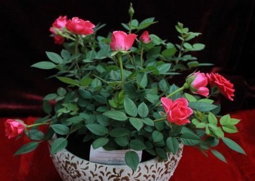 草木灰|别再花钱买花肥,1种东西用来养花,效果比花肥强10倍!