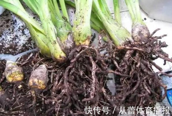 给花草换盆怕入坑？掌握6处正确做法，再不用烦恼伤亡问题
