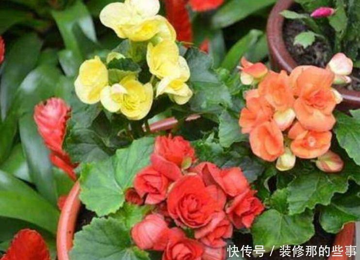 5种花是爆盆“能手”，开起花来“拦”不住，花期长，家中必备！