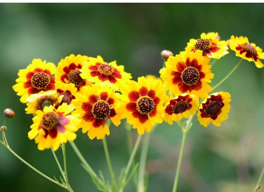 花花色#此花花色鲜艳而醒目,给人一种热情洋溢的美感,寓意着灿烂的人生