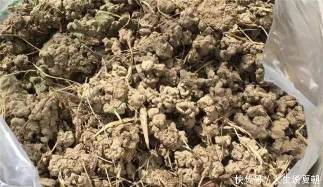 小东西|养花不烂根，捡来小东西垫在盆底，叶绿根壮猛开花