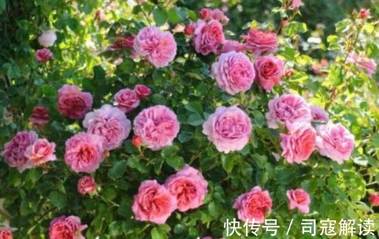 这种花很耐养,沾土就能活,谁见了都喜欢,花朵漂亮,花开旺!