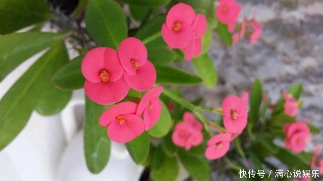 被列入黑名单的花,再便宜也不要!买花需要注意的几个情况