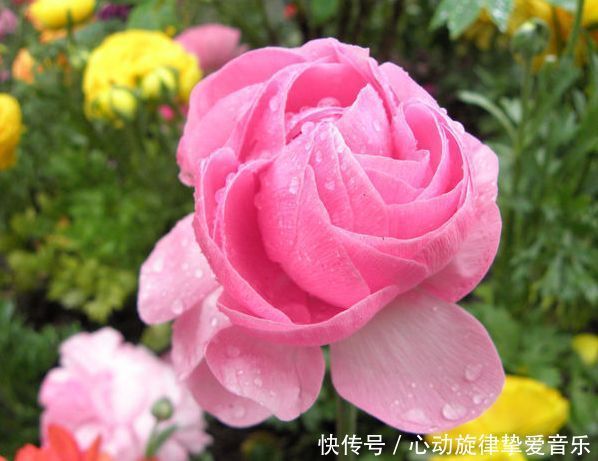 一种名字和牡丹莲花有关的花卉,观赏价值很高,养起来也很简单