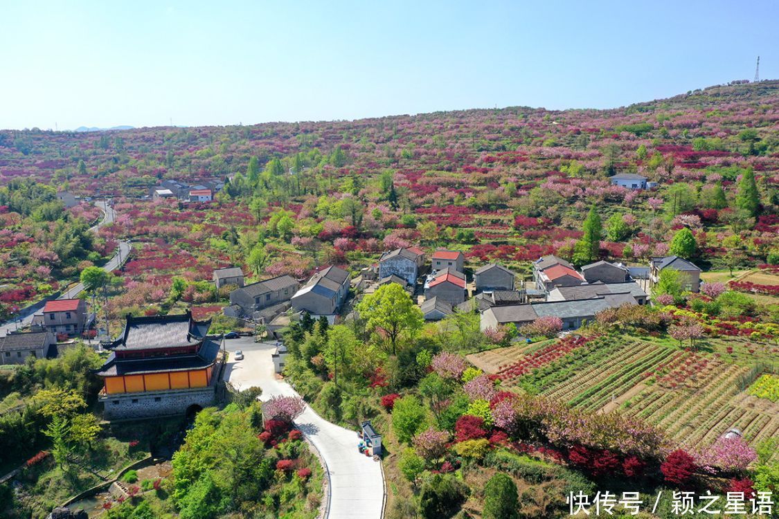 白鹿村、上马村、雅庄村，十里樱花十里尘，经典赏樱路