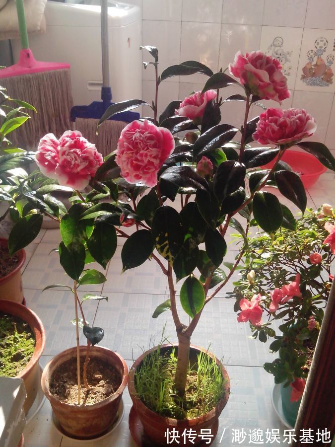 喜欢玫瑰，不如养盆“玫瑰精品”卡罗拉，花开红艳似火，美艳优雅