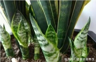 虎皮兰不冒“新芽”,注意这几点,养2月“钢芽”窜出盆!