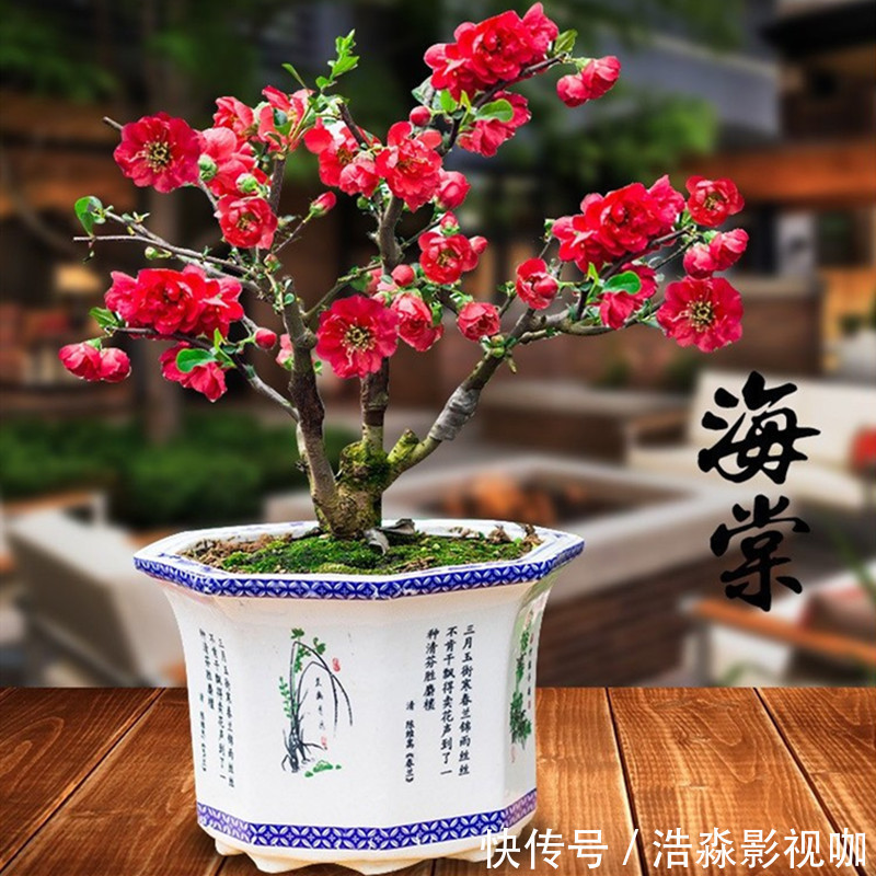 玉树|3种“老花树”,能活一百年,冬天不怕冷,开满“吉祥花”