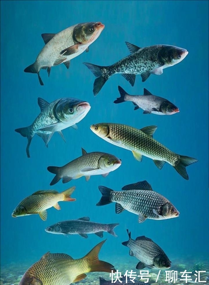 童年|亚洲鲤入侵全球,在美国胖成猪,在中国为什么却“活”不过童年